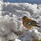 Die Finken finden alles was die Spatzen aus dem Futterhaus geworfen haben