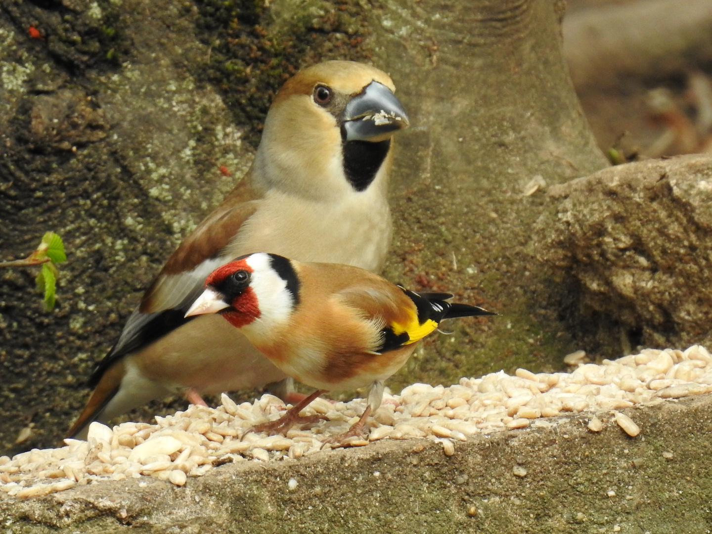 die Finkenkönigin und ihr Harlekin