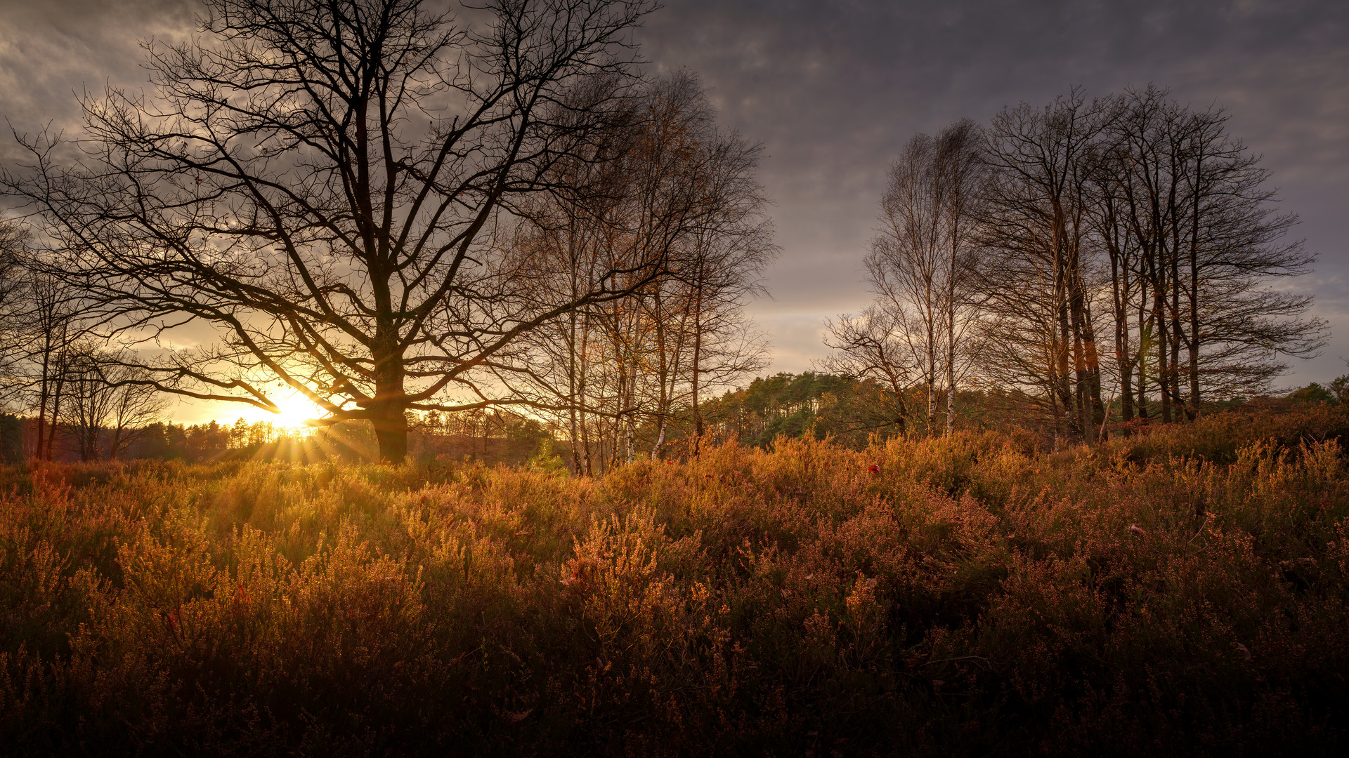 Die Fischbeker Heide bei Sonnenuntergang