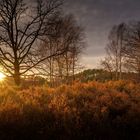 Die Fischbeker Heide bei Sonnenuntergang