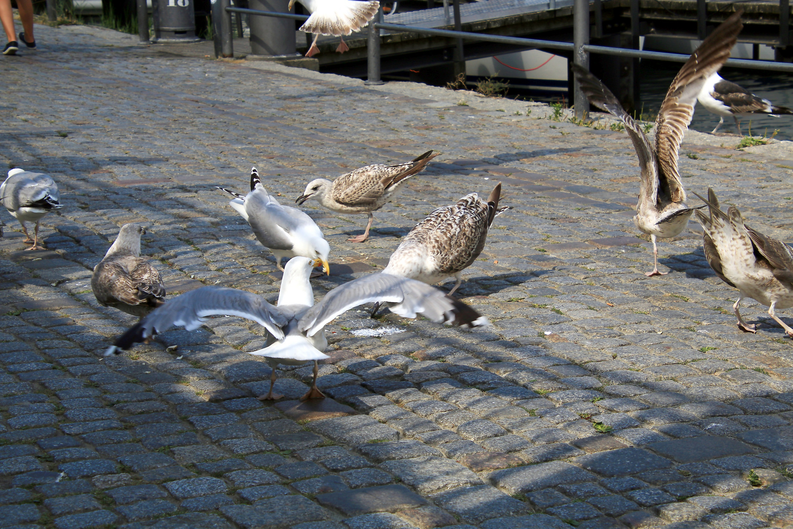 Die Fischbrötchen Bande 