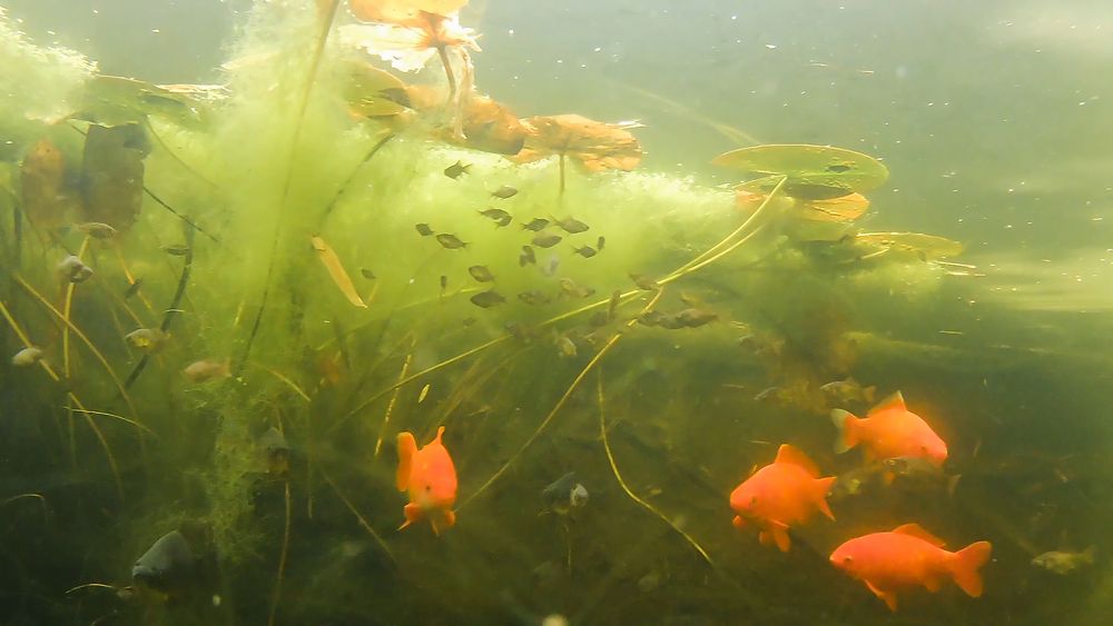 Die Fische in meinem Teich hatten wieder mal ungeschützten Geschlechtsverkehr