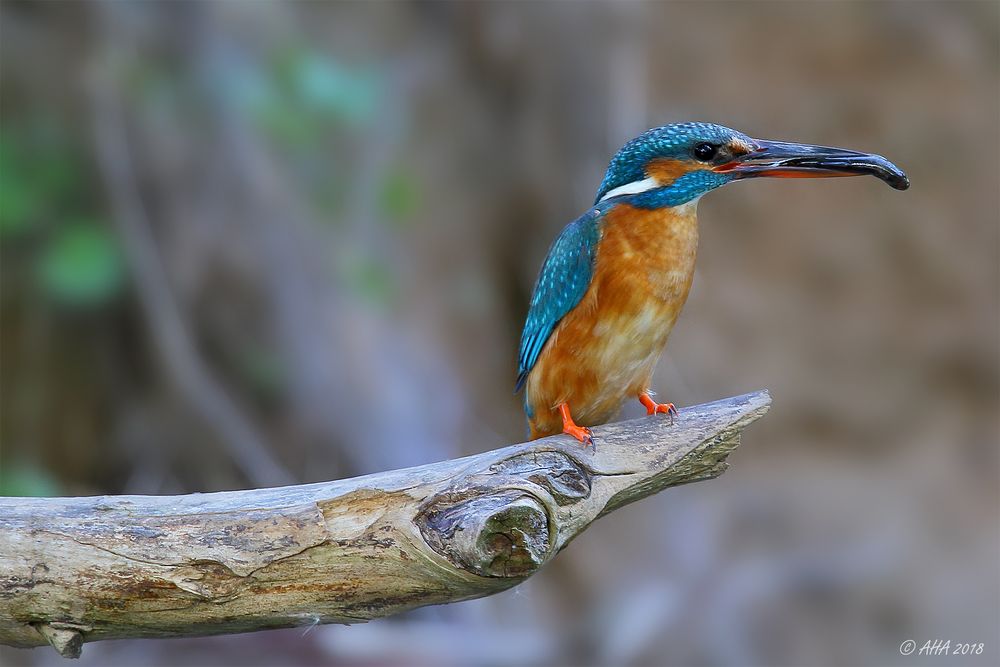 Die Fische werden größer - 1