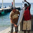 Die Fischer von Playa Grandi freuen sich über einen Thunfisch