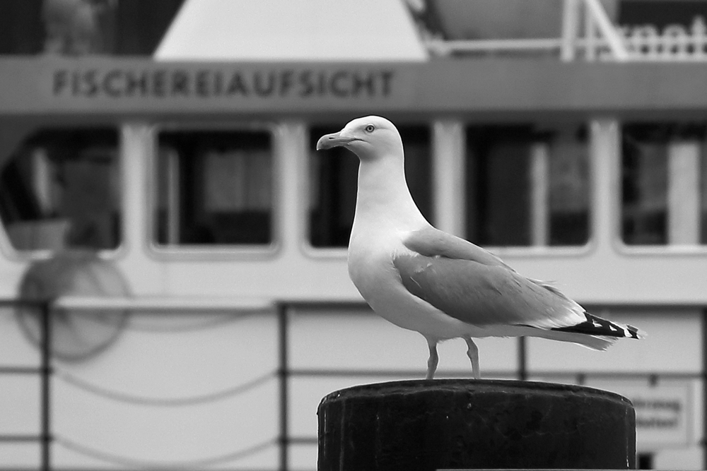 Die Fischereiaufsicht