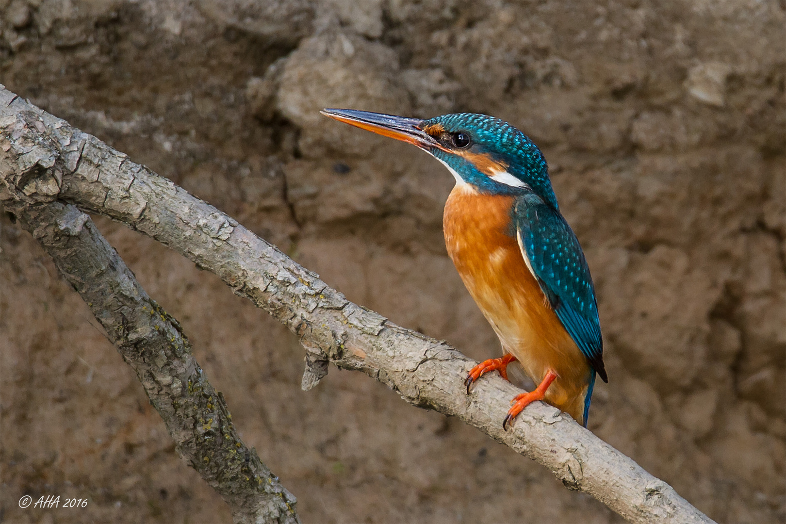 Die Fischerin 