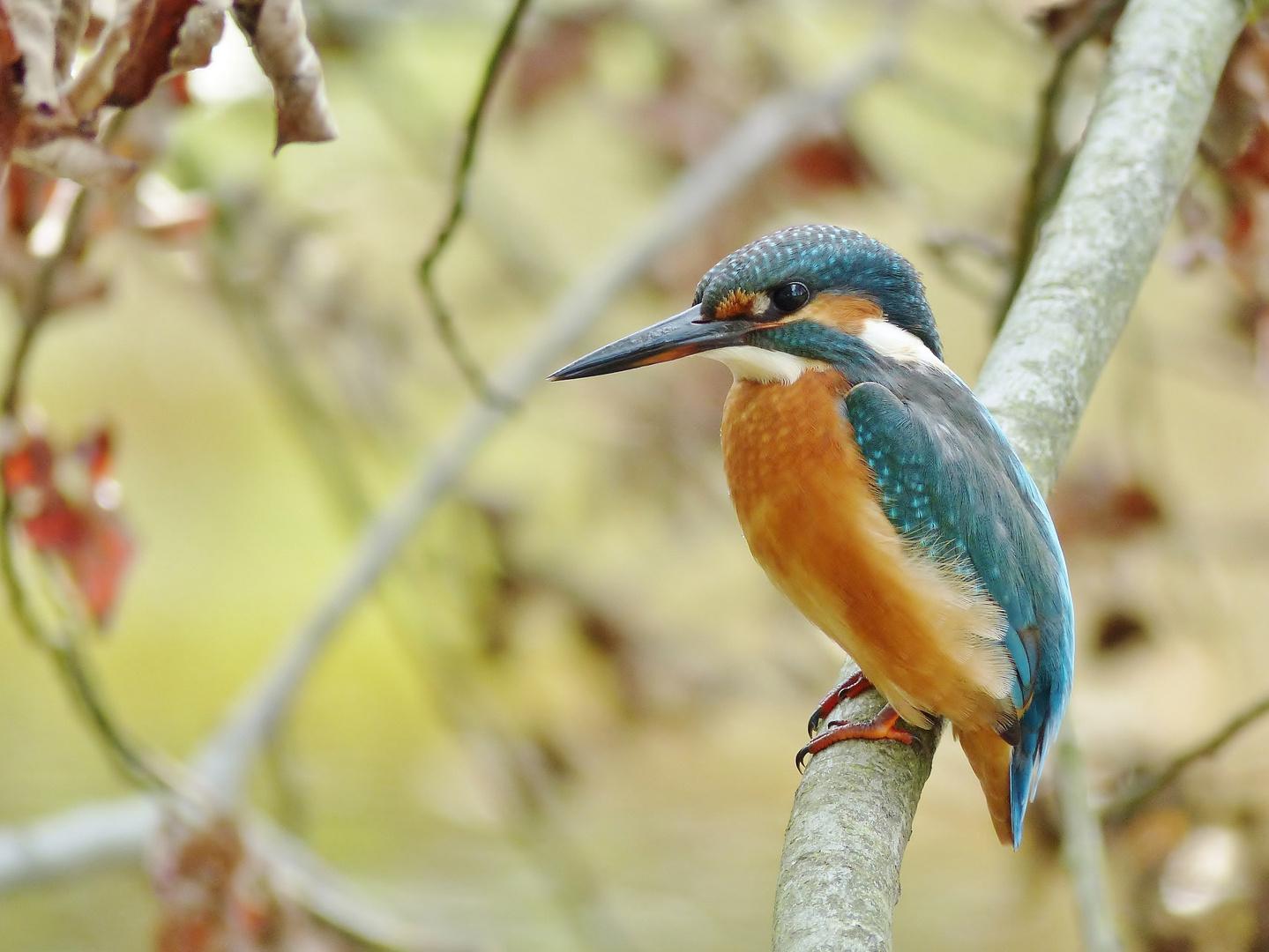 Die Fischerin vom Waldsee.....