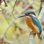 Die Fischerin vom Waldsee.....