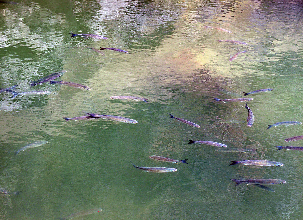 Die Fischlein im Torrent de Pareis