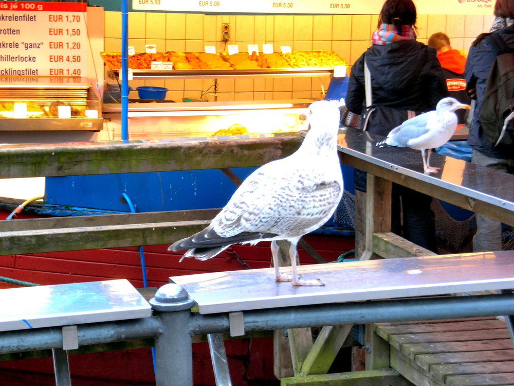 Die Fischprüfung