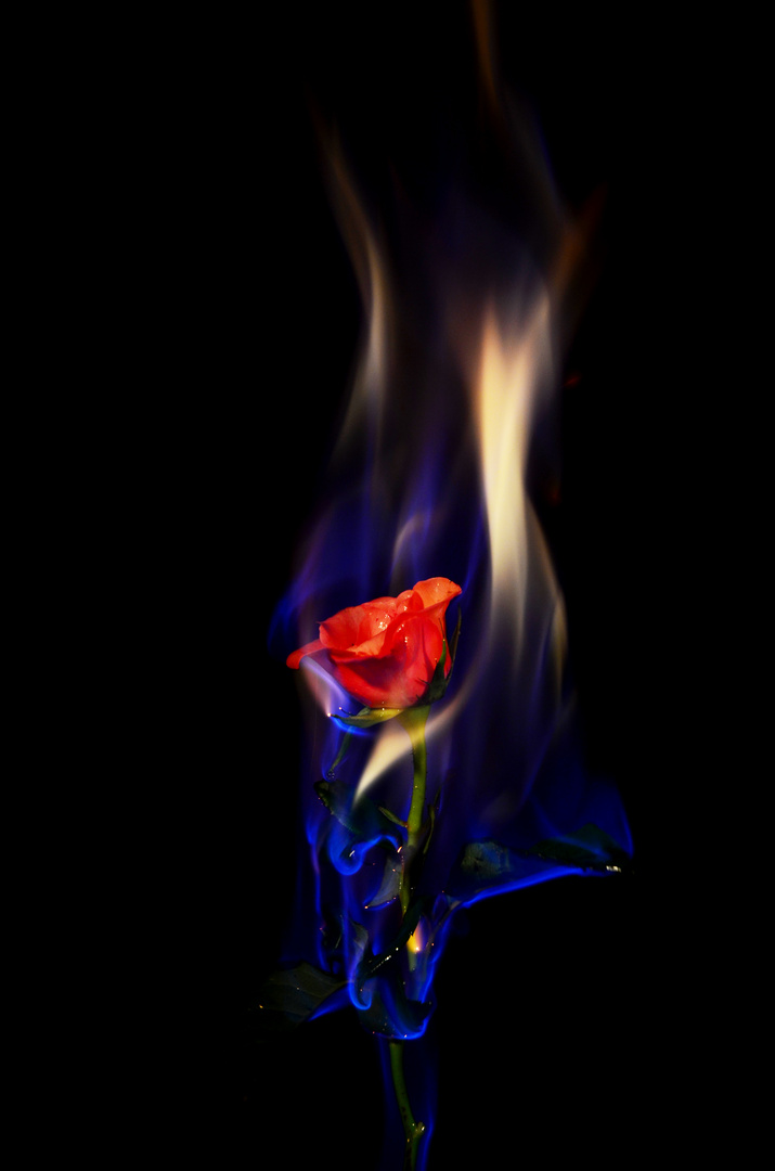 Die flambierte Rose