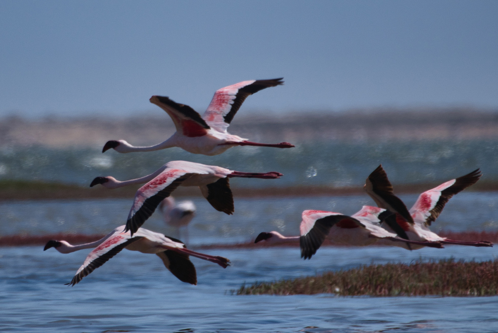 Die Flamencoformation