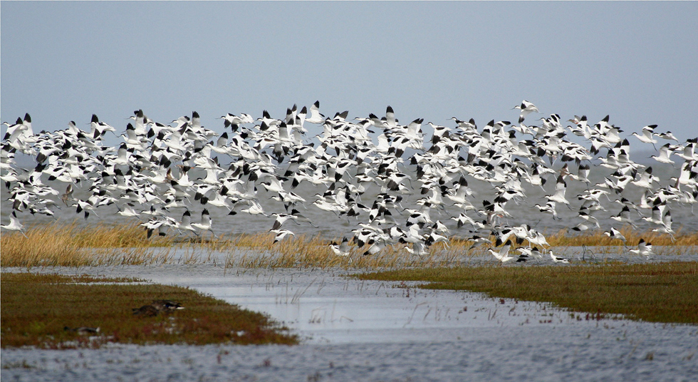 Die Flamencos des Nordens