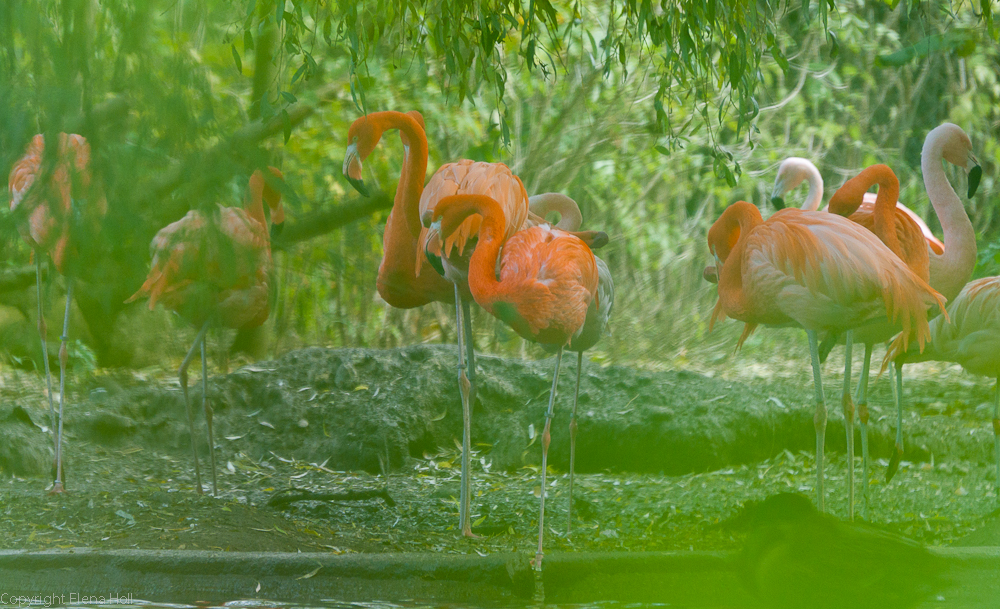 Die Flamigos in Pink und Orange mit Grün