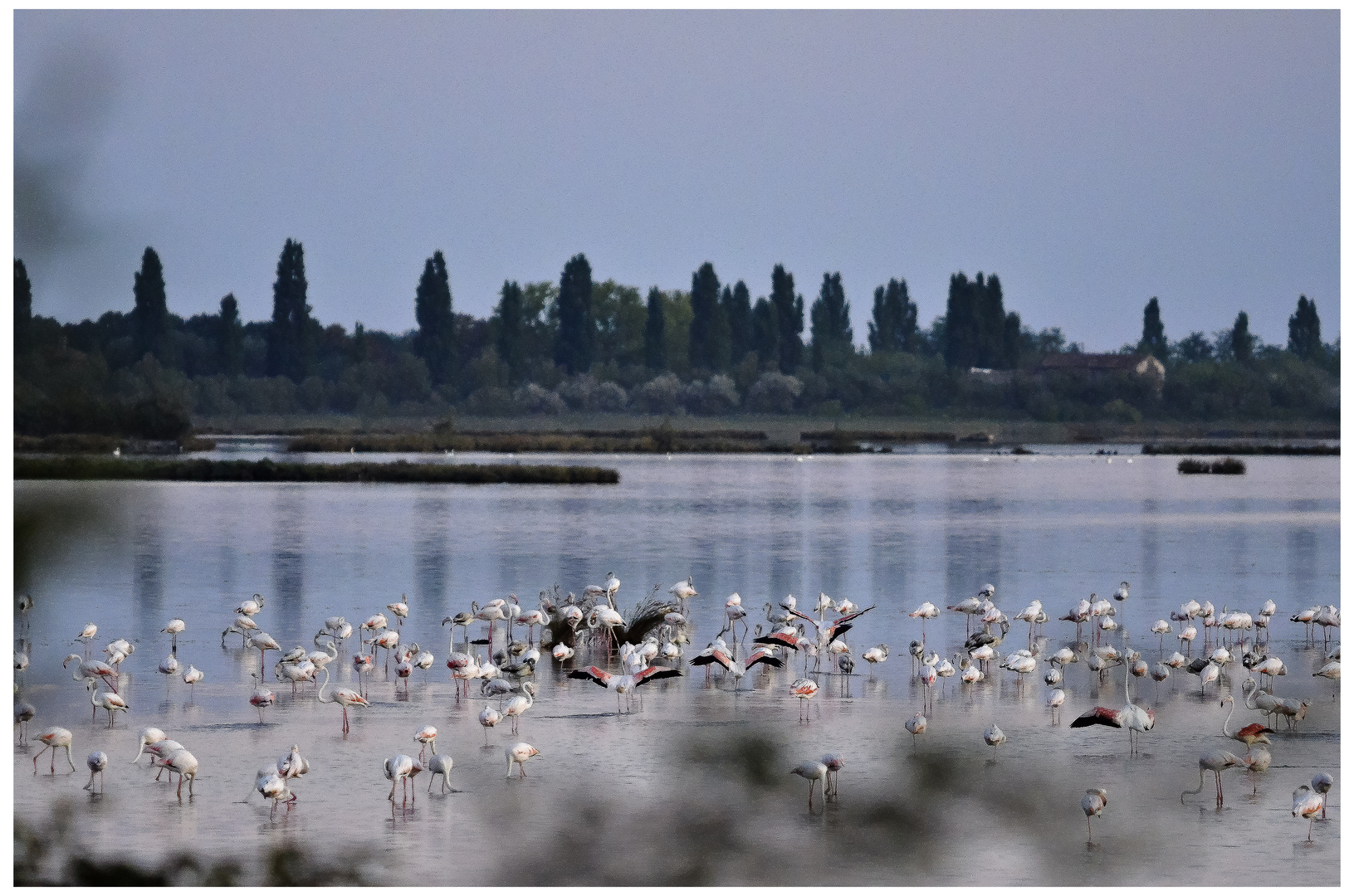 Die Flamingokolonie