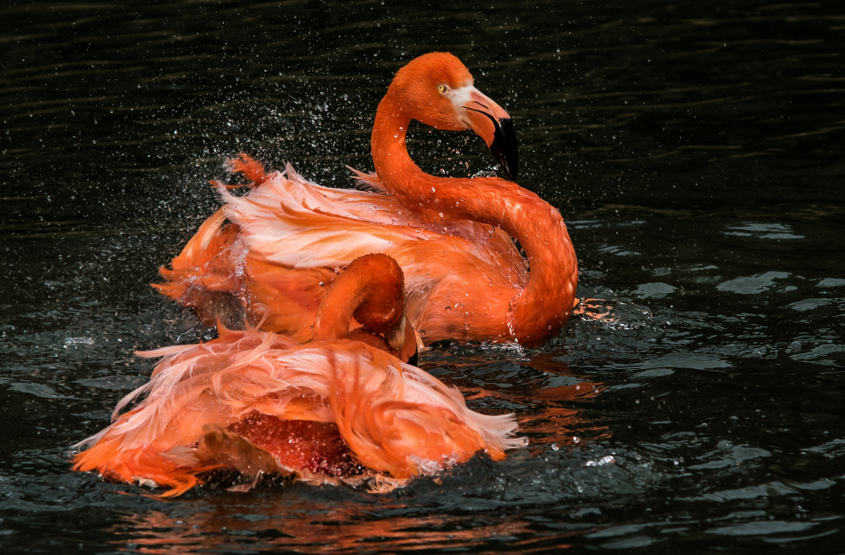 Die Flamingos