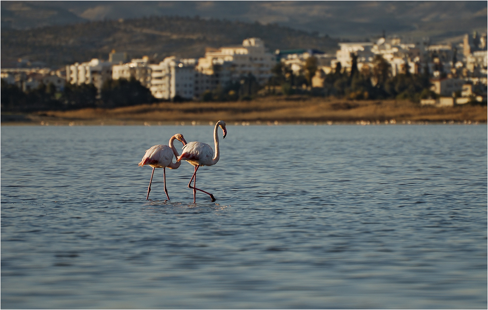 Die Flamingos