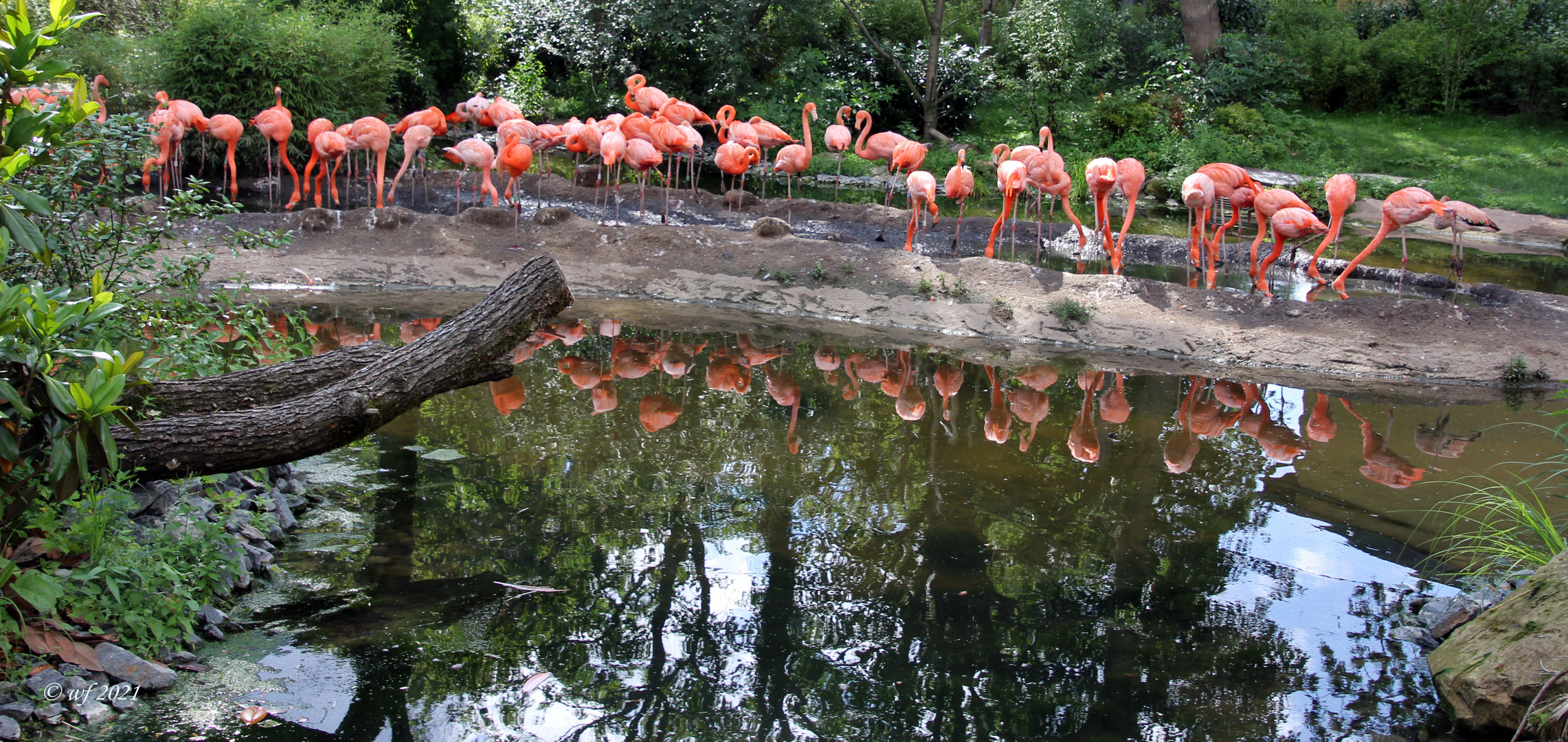 Die Flamingos