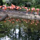 Die Flamingos