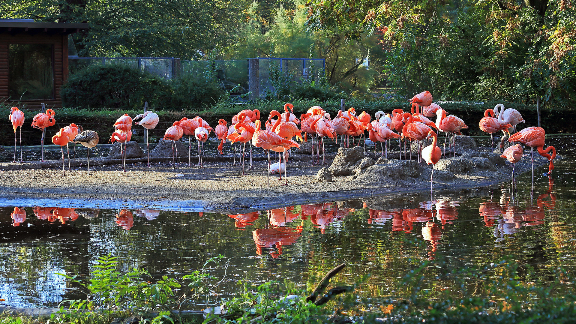 Die Flamingos alle auf dem Bild was von manchen Standorten schwierig ist