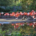 Die Flamingos alle auf dem Bild was von manchen Standorten schwierig ist