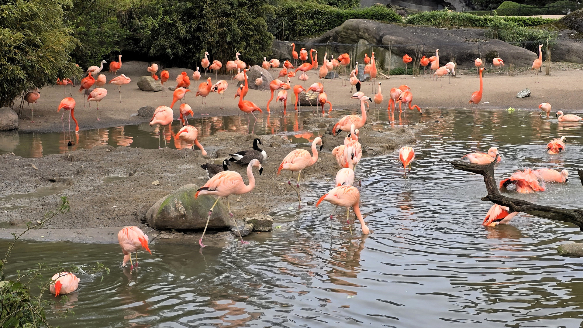 Die Flamingos bei Hagenbeck