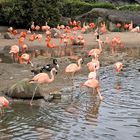 Die Flamingos bei Hagenbeck