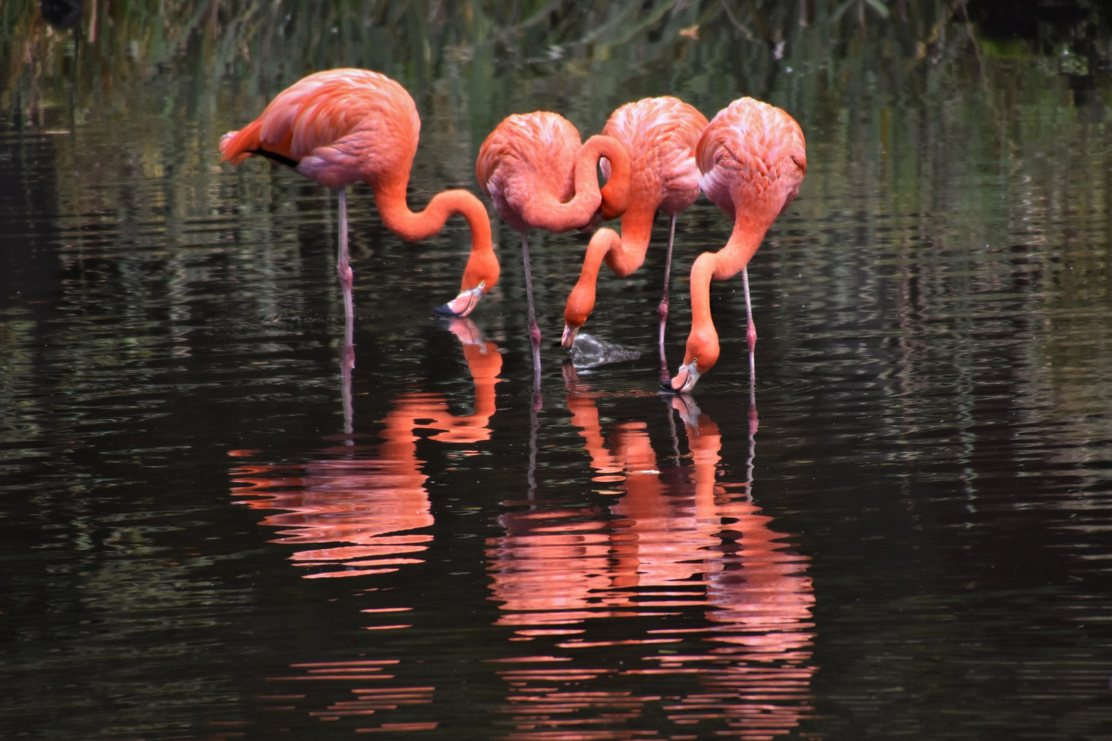 Die Flamingos...