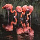 Die Flamingos...