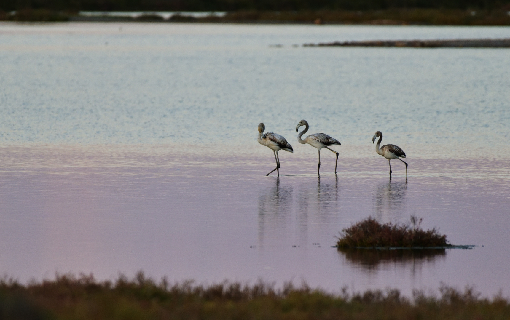 Die Flamingos des Ebrodeltas