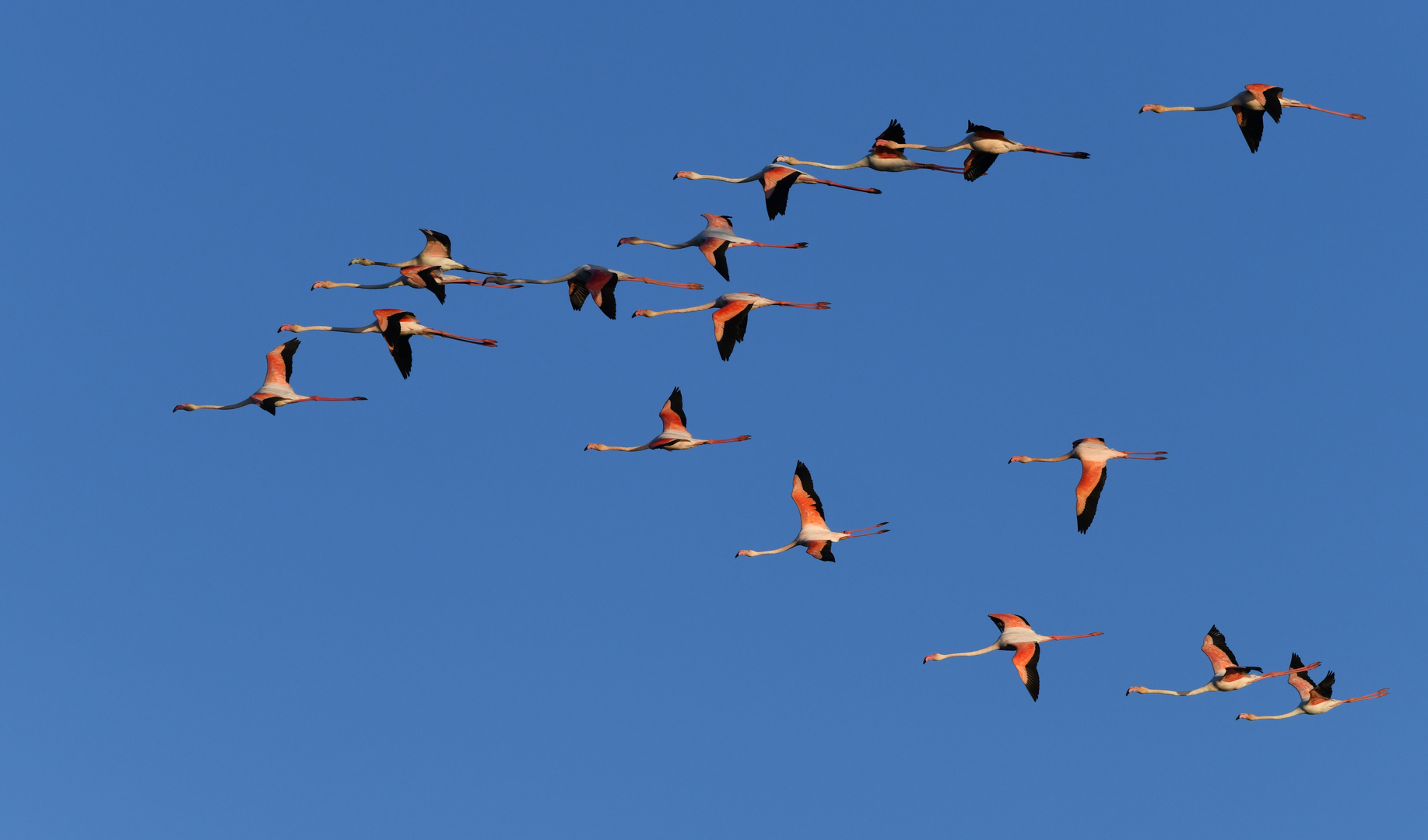 Die Flamingos des Ebrodeltas