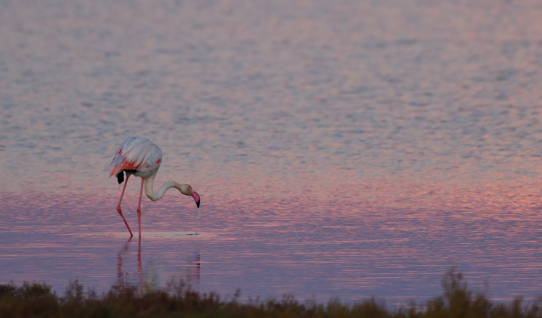 Die Flamingos des Ebrodeltas