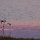 Die Flamingos des Ebrodeltas