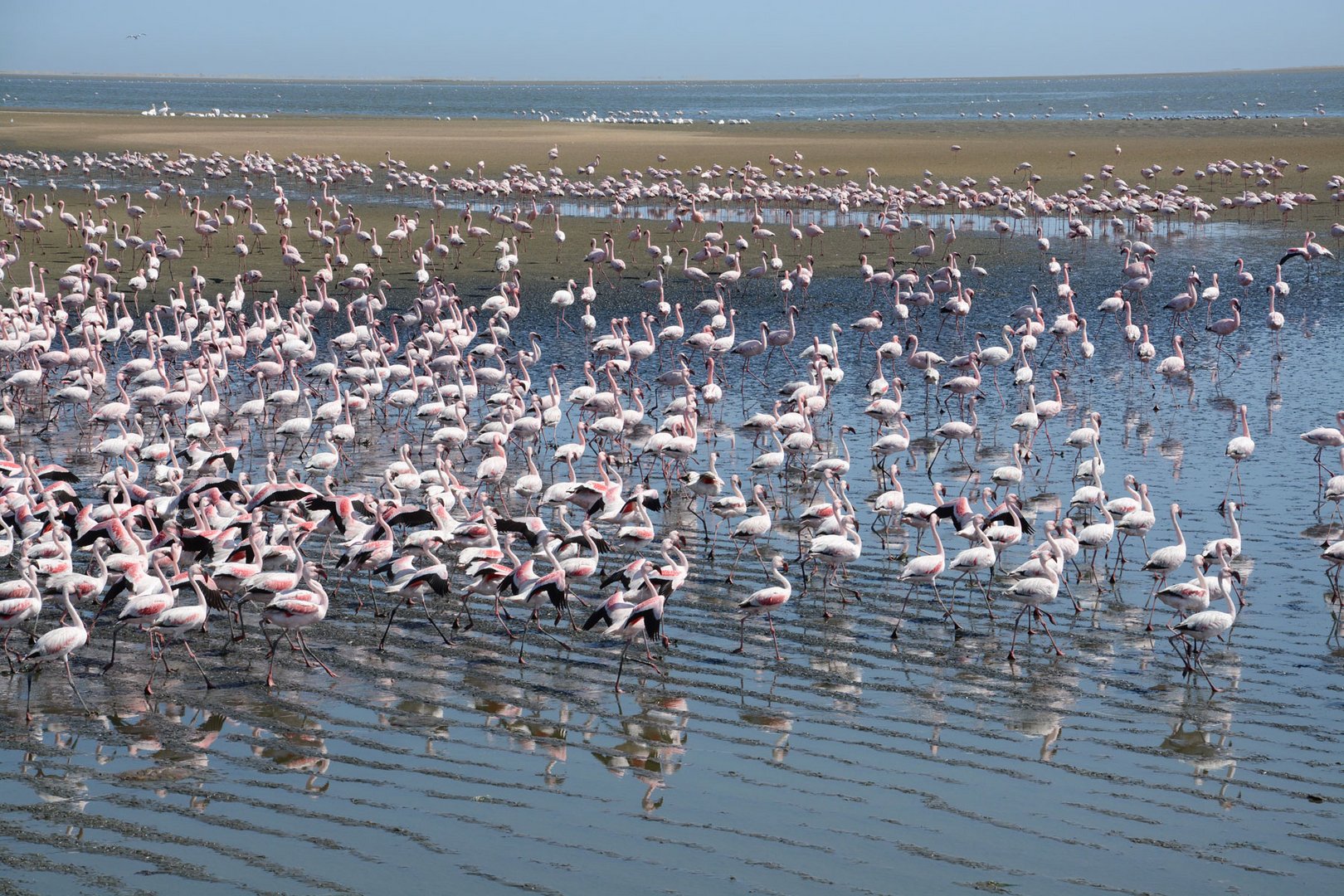 Die Flamingos haben  gemeinsam die Richtung gewechselt