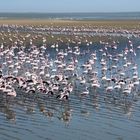 Die Flamingos haben  gemeinsam die Richtung gewechselt