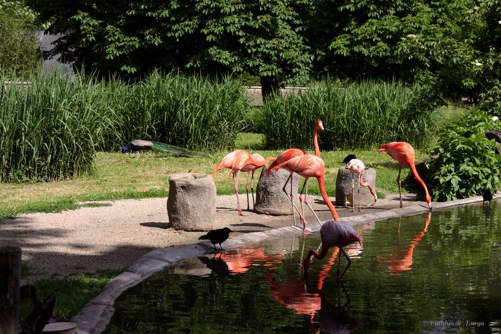 Die Flamingos im Zoo Dresden