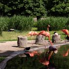 Die Flamingos im Zoo Dresden