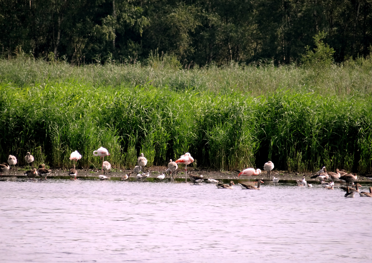 Die Flamingos im Zwillbrocker Venn