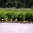 Die Flamingos im Zwillbrocker Venn