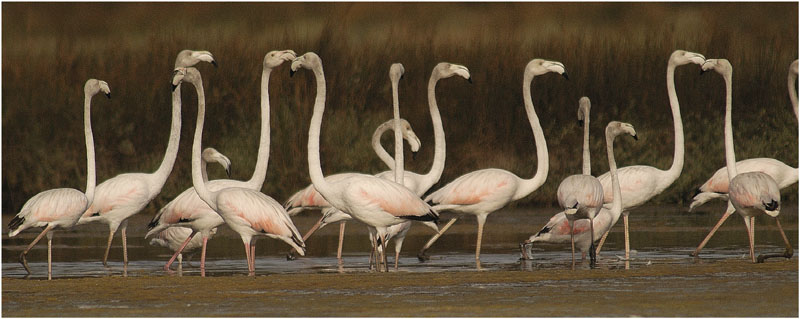 Die Flamingos sind wieder da