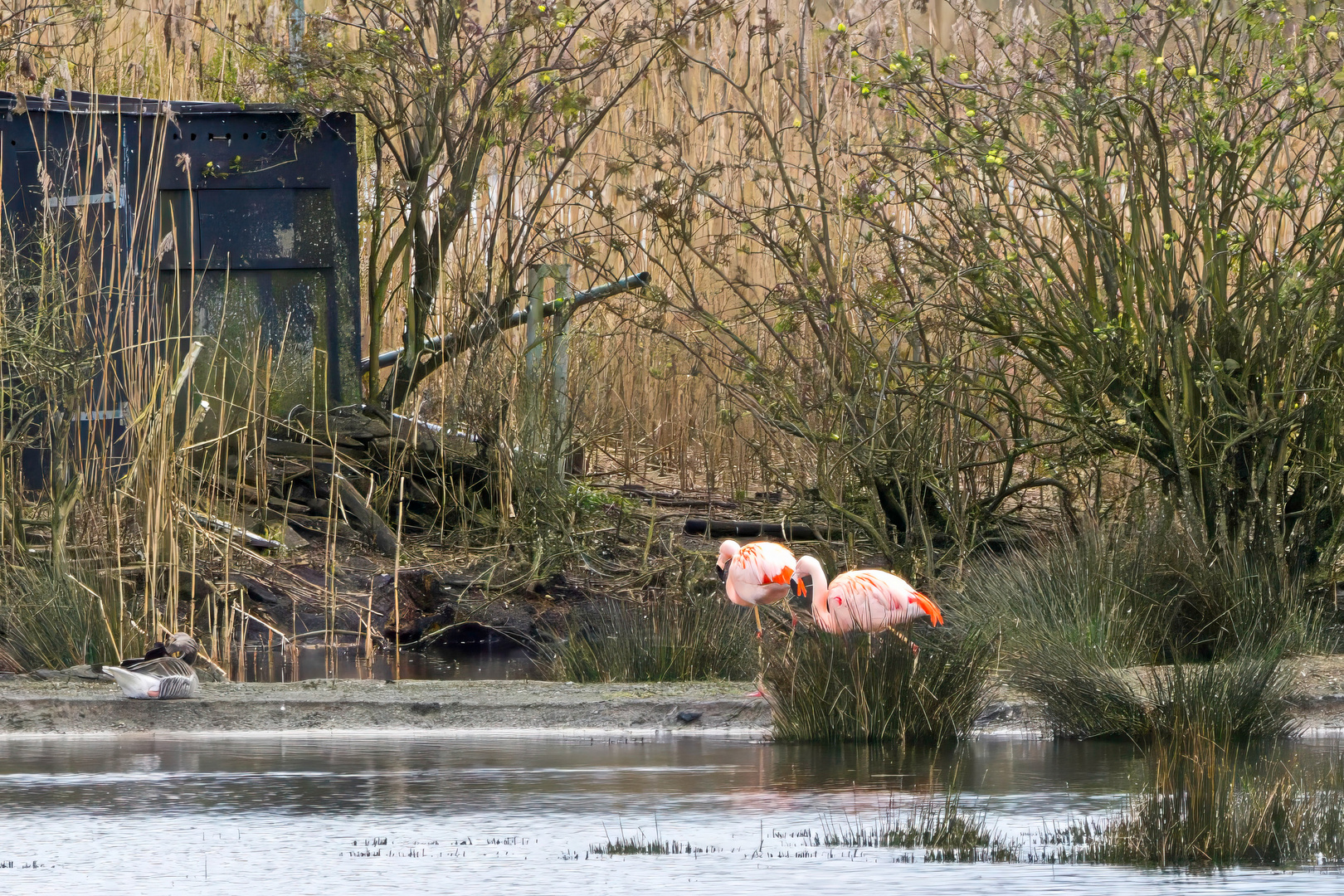 Die Flamingos sind zurück (in NRW) / The flamingoes are back (in NRW)