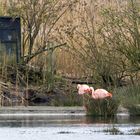 Die Flamingos sind zurück (in NRW) / The flamingoes are back (in NRW)