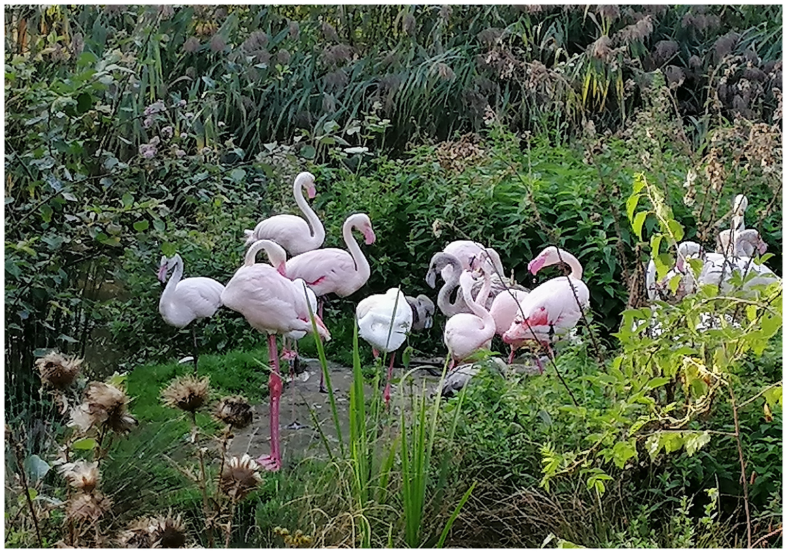 Die Flamingos vom Walter-Zoo