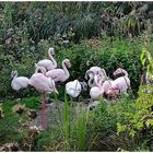 Die Flamingos vom Walter-Zoo