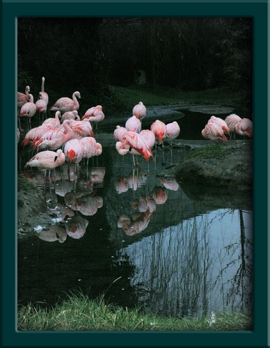 Die Flamingos vom Zürcher Zoo