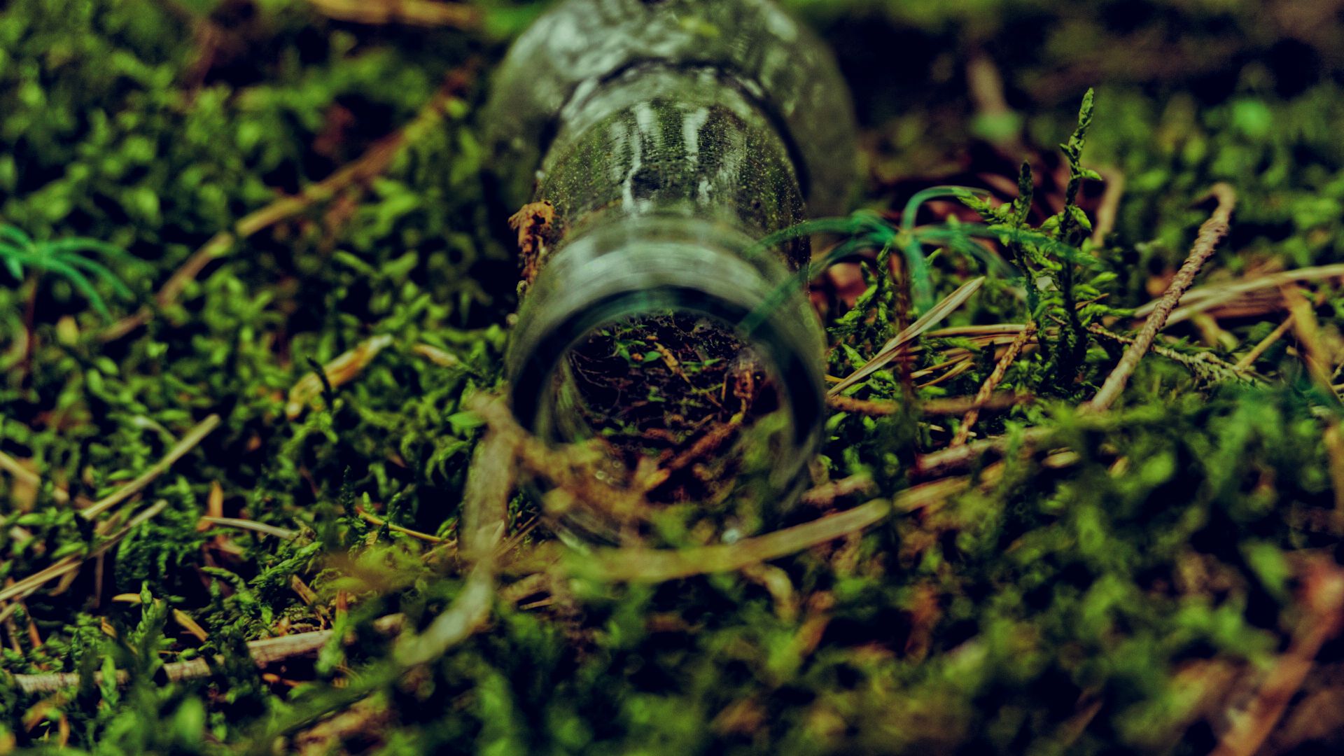 Die Flasche im Wald