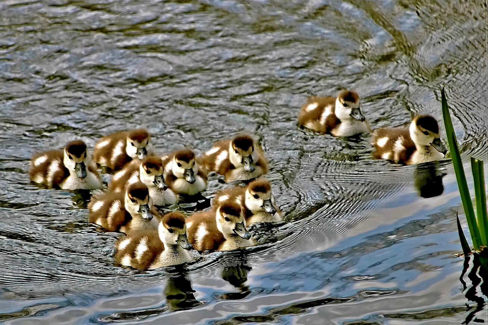 die flauschige "11"