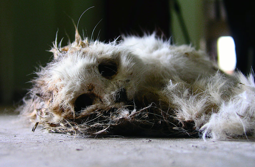 Die Flauschige Katze Der Georgsfarm Schaut Dich Mit Grossen Augen An Foto Bild Marodes Specials Spezial Bilder Auf Fotocommunity