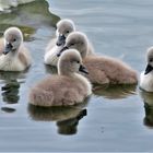 Die Flauschkugeln