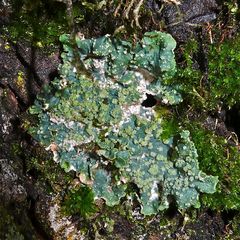 Die Flechte Punctelia subrudecta an einem Feldahorn, Südseite, ca. 4 cm Durchmesser